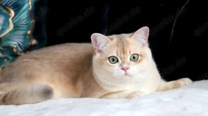 Reinrassige goldene britische Kätzchen mit Stammbaum 