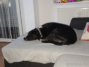 Labrador Schäferhund mix Rüde 