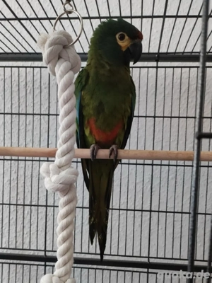 Rotrückenara     . 10 11 Monate   legal mit vollständigen Papieren