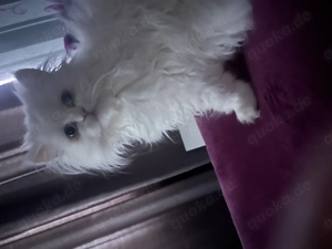 Reinrassige Perserkätzchen