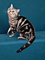 Opi,  ein American Shorthair Kater