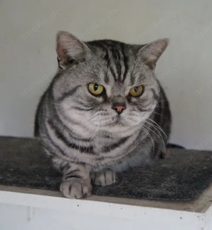 Opi,  ein American Shorthair Kater Bild 2