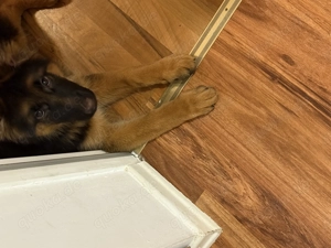 Reinrassige Deutscher Schäferhund mit stammbaum 