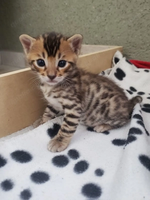 Unsere süßen, wunderschönen Bengalkätzchen