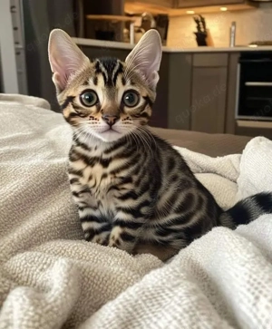  Bengalkätzchen abzugeben