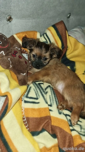 Welpen in gute Hände abzugeben   03 09 25 geboren 