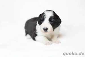Border Collie Welpen
