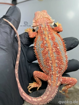 Bartagamen Weibchen (Pogona vitticeps) Hypo Dunner high blue Tiger