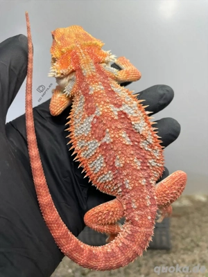 Bartagamen Männchen (Pogona vitticeps) Red Hypo high blue Tiger