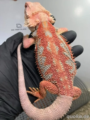 Bartagamen Männchen (Pogona vitticeps) Red Hypo Dunner visual stripe high blue Tiger