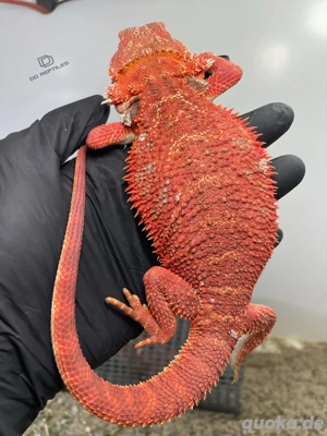 Bartagamen Männchen (Pogona vitticeps) half red Monster half extreme red het Hypo 66% het Trans