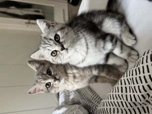 2 Geimpfte BKH Kitten Whiskas Junge - Black Silver Tabby Classic oder Mädchen-Blue Golden Shaded