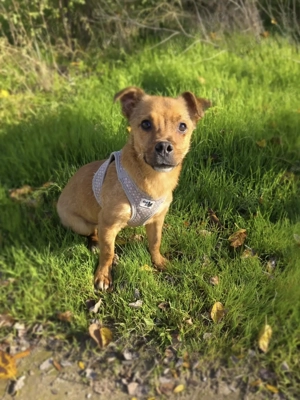 Vushko ein kleines liebes Kerlchen 