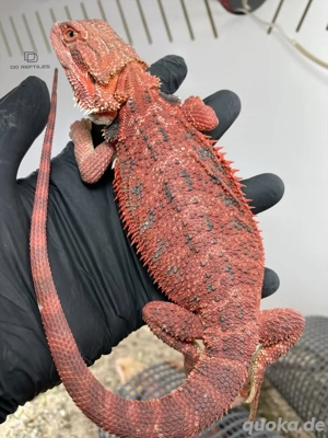 Bartagamen Männchen (Pogona vitticeps) half red Monster half extreme red het Hypo 66% het Trans