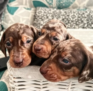 Die gefleckten Welpen werden vollständig geimpft, gechippt und entwurmt sein.