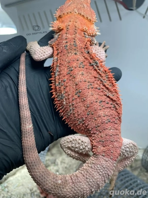 Bartagamen Männchen (Pogona vitticeps) half red Monster half extreme red het Hypo 66% het Trans