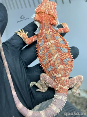 Bartagamen Weibchen (Pogona vitticeps) orange Hypo blue Tiger