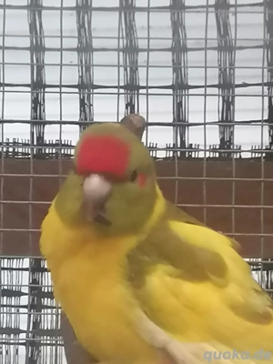  Junge Ziegensittiche 