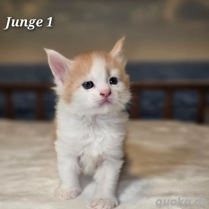 Reinrassige Maine-Coon-Kitten.