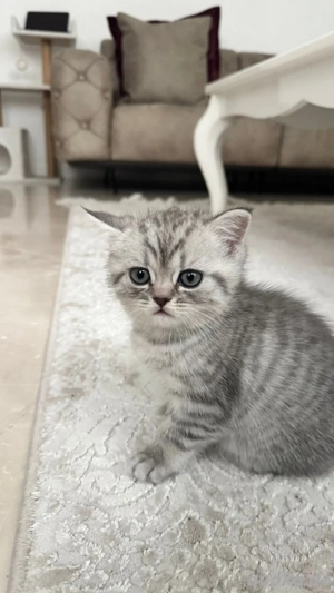 BKh Katze zu verkaufen 