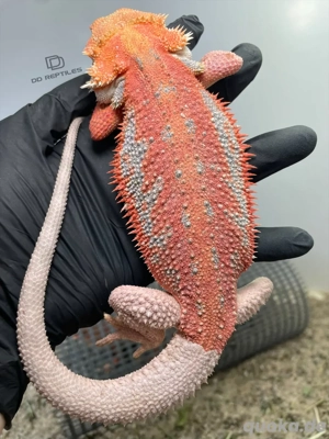 Bartagamen Männchen (Pogona Vitticeps) red orange Hypo Dunner high blue Tiger