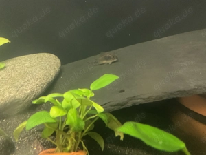 Osteogaster (Corydoras) Aeneus Metallpanzerwels Bild 2