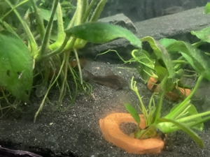 Osteogaster (Corydoras) Aeneus Metallpanzerwels Bild 5