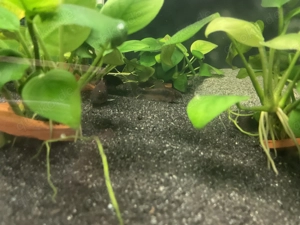 Osteogaster (Corydoras) Aeneus Metallpanzerwels Bild 3