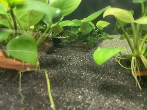 Osteogaster (Corydoras) Aeneus Metallpanzerwels Bild 4