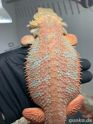 Bartagamen Männchen (Pogona vitticeps) Hypo high blue Tiger