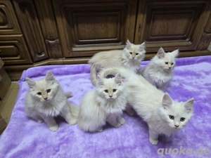 Maine Coon Kitten Katzenbaby weiß + creme Katze