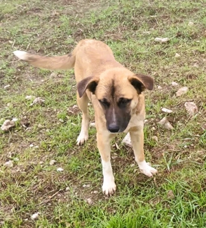 Harvey   jung-hübsch und super lieb Bild 4