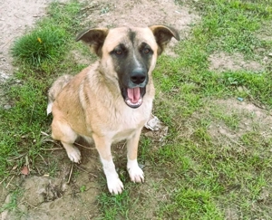 Harvey   jung-hübsch und super lieb Bild 3