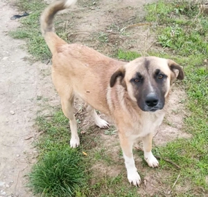 Harvey   jung-hübsch und super lieb