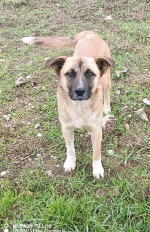 Harvey   jung-hübsch und super lieb Bild 2