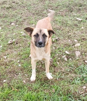 Harvey   jung-hübsch und super lieb Bild 5