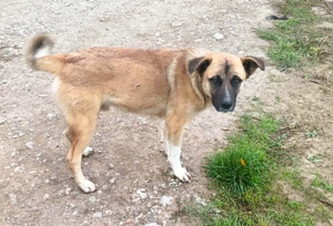 Harvey   jung-hübsch und super lieb Bild 6