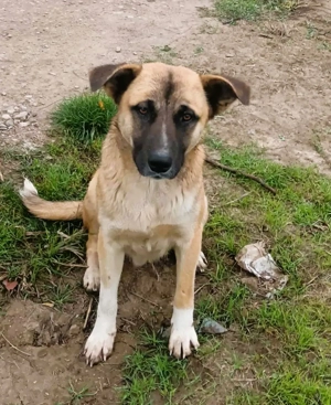Harvey   jung-hübsch und super lieb Bild 10