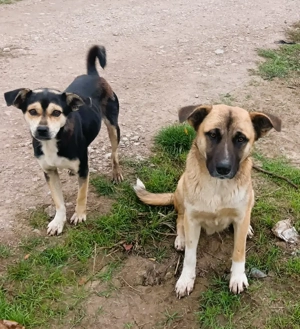 Harvey   jung-hübsch und super lieb Bild 7