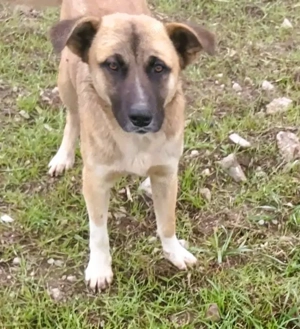 Harvey   jung-hübsch und super lieb Bild 9