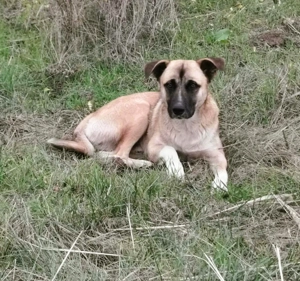 Harvey   jung-hübsch und super lieb Bild 8