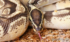 Königspython Enchi Morph 0.1