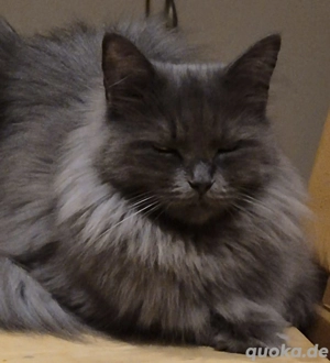 Maine Coon Dame nicht sterelisiert