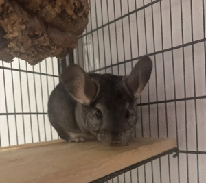Zwei weibliche Chinchillas mit Käfig und Zubehör abzugeben