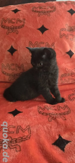   Britisch Kurzhaar Katzenbabys   Abgabe ab 14. Dezember  