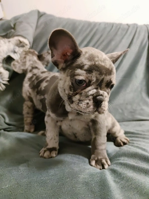 Reinrassige französische Bulldogge Welpen-babys ,Farbe Merle-Blue Bild 4
