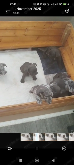 Reinrassige französische Bulldogge Welpen-babys ,Farbe Merle-Blue Bild 7