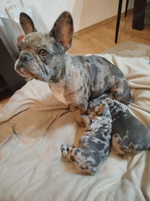 Reinrassige französische Bulldogge Welpen-babys ,Farbe Merle-Blue Bild 3