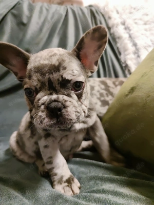 Reinrassige französische Bulldogge Welpen-babys ,Farbe Merle-Blue Bild 2