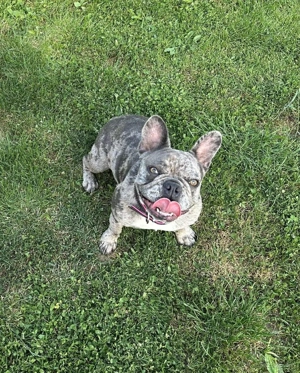 Reinrassige französische Bulldogge Welpen-babys ,Farbe Merle-Blue Bild 5